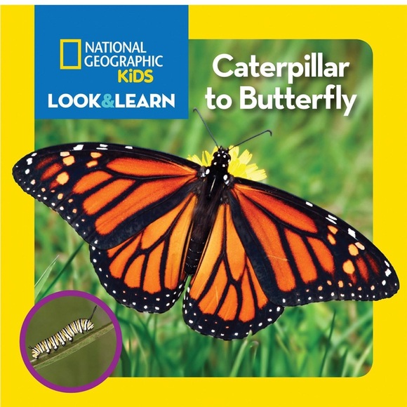 National Geographic Kids Look & Learn Books - Caterpillar to Butterfly and Bugs - Picture 6 of 8
